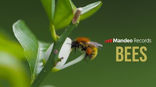 Mandeo Natura - Bees