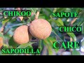 Everything You Need To Know About Sapote Chico Chikoo Sapodilla Everything You Need To Know About Sapote Chico Chikoo Sapodilla