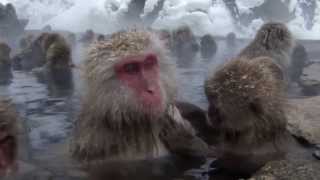 BBC Life -  Japanese Macaques