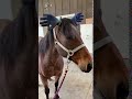 Rider Puts Gloves On Horse’s Ears – The Horse Isn’t Amused