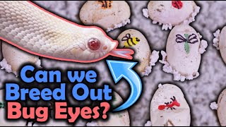 Download Lagu Hognose Eggs- Experimenting with Bug Eyes MP3 Download Lagu Hognose Eggs- Experimenting with Bug Eyes MP3