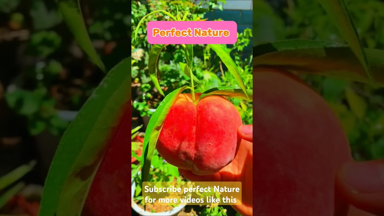 How to grow apple 🍎