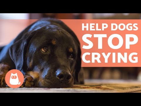 How to STOP My DOG From CRYING 🐶💦 (Causes and Solutions)