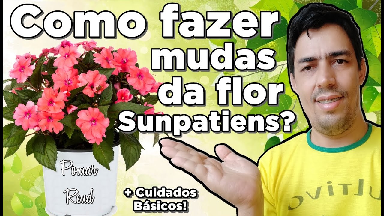 Flor sunpatiens: como cuidar, fazer mudas e muito mais!