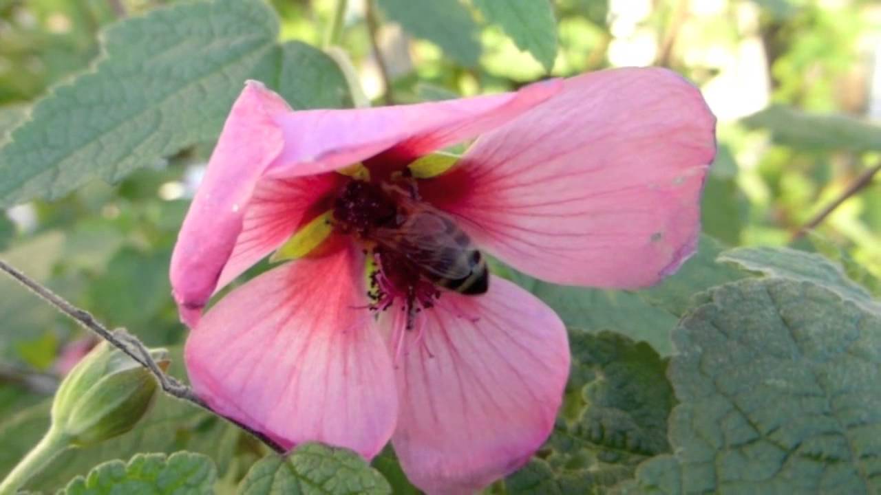 Anisodontea Capensis in December