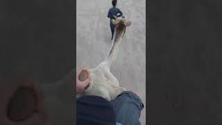 Deveyle Cok Kisa Bir Gezi