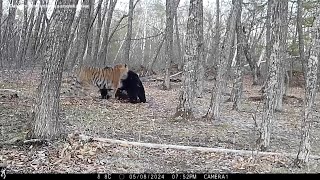 Brown bear vs huge siberian tiger. Amazing size comparison
