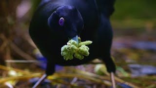 Sneaky JewelThief Birds | Spy In The Wild | BBC Earth