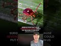 Professors Claim It’s “Morally Correct” to Engineer Ticks That Make You Allergic to Red Meat