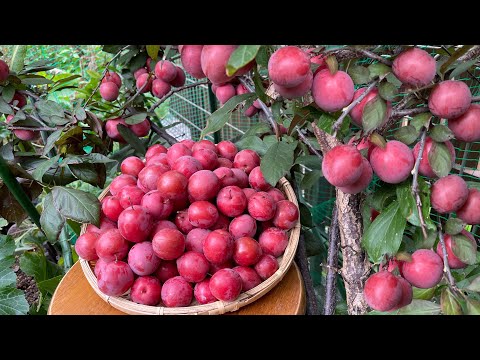 Video Ngon quá xá mâm xôi, việt quất & mận trong vườn chấm... - youtube