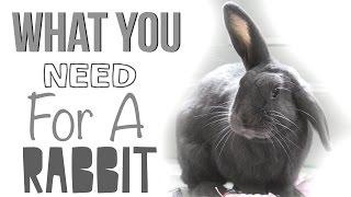 What You Need For A Rabbit