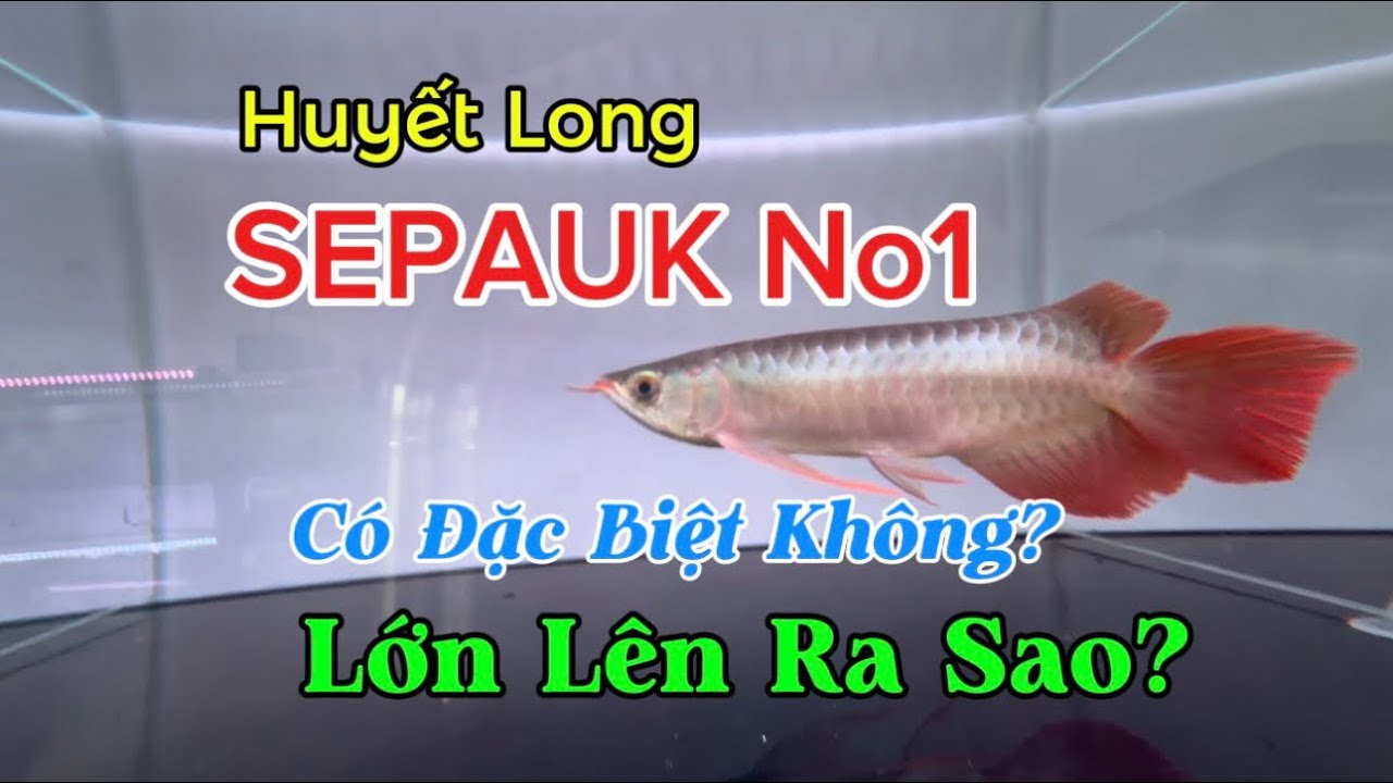 SEPAUK No1 Chơi Huyết Có Lời |Tách 15 | Cá Rồng Sài Gòn