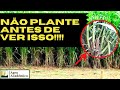 BRS CAPIAÇU - NÃO EXISTE PLANTA MILAGROSA | Ep. 07