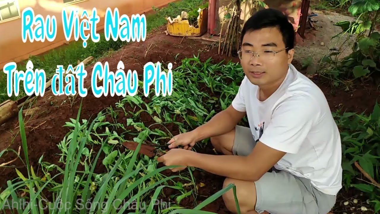 Thành quả Vườn rau Việt Nam ở Châu Phi|| Ahihi cuộc sống châu phi - YouTube