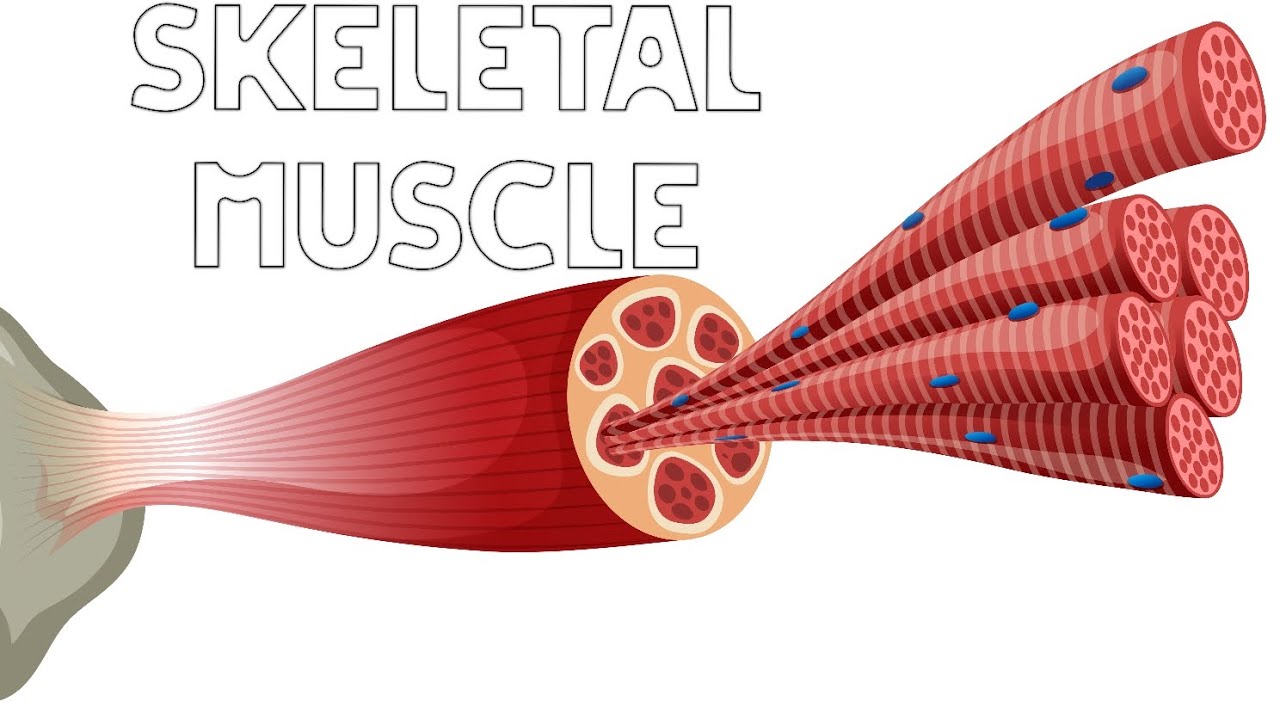 skeletal Muscle Structure/Physiology of contraction and relaxation in ...