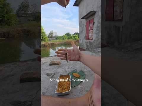 Tuổi thơ tôi #caođàitổng #fishing #đồngquê
