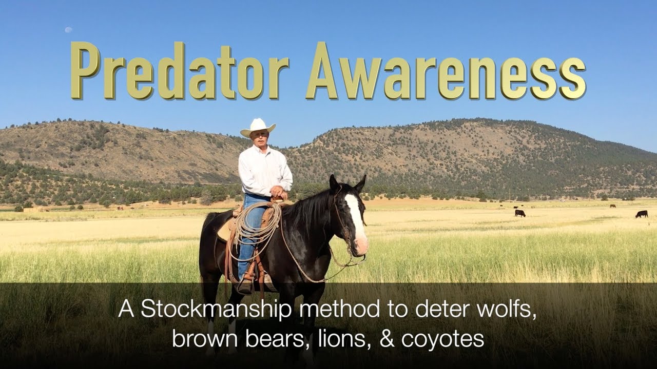 Predator Awareness -Wolf -training cattle