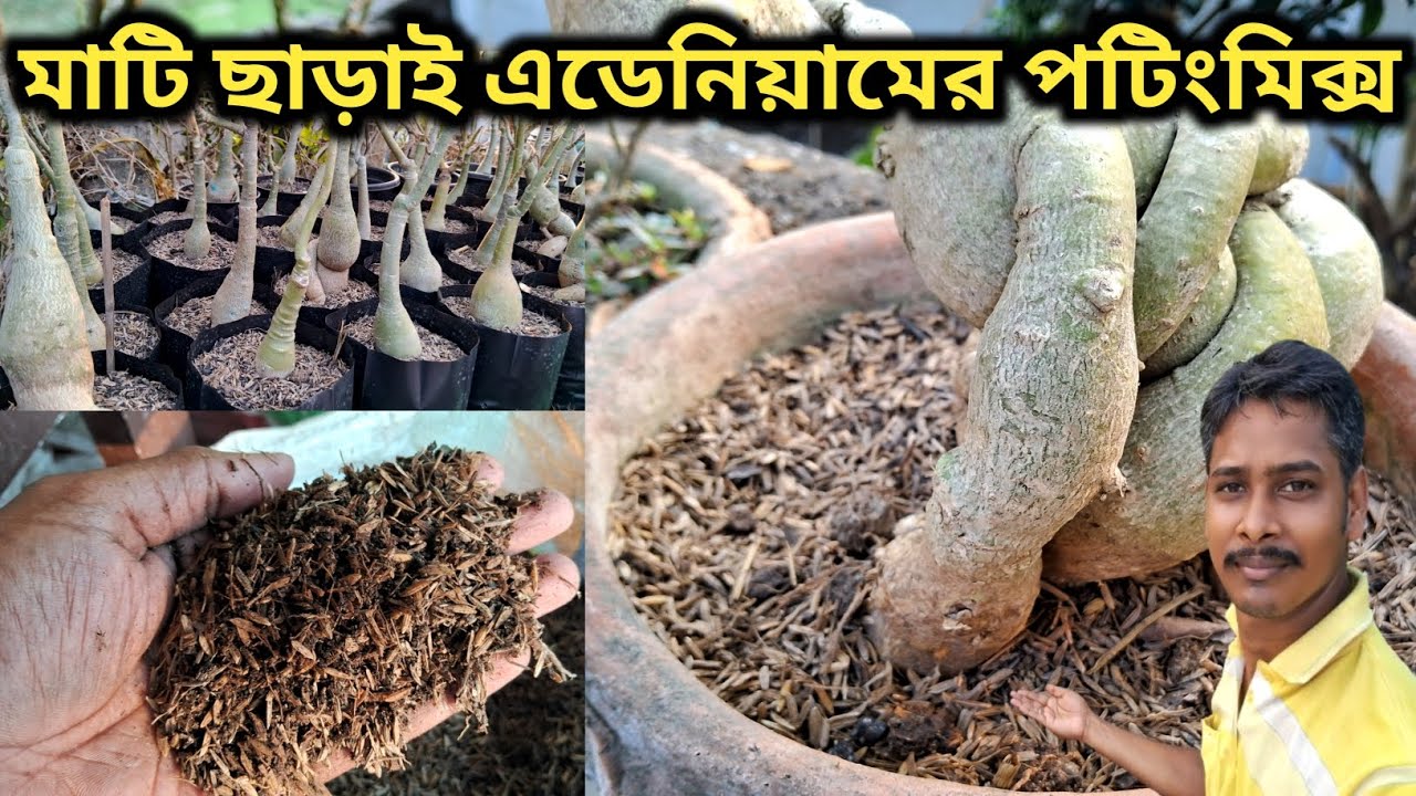 মাটি ছাড়াই এডেনিয়ামের পটিংমিক্স তৈরির সহজ পদ্ধতি 