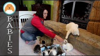 Bunny Update - 6 1\/2 Week Old Holland Lop Babies