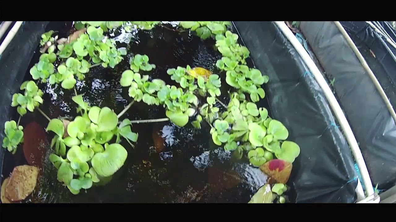 CARA BUDIDAYA IKAN CUPANG DI PETERNAKAN IKAN CUPANG 