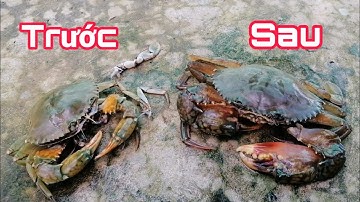 Con cua sau khi lột nó như thế nào | Phiêu Lưu Đất Bạc