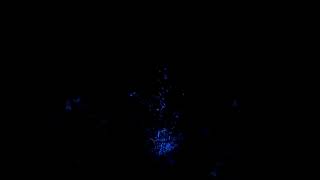 Горит жасмин🔥 #жасмин, #село, #частныйдом, #природа,#огород,#сад,#земля