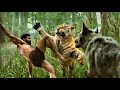حارب الجيش الانجليزى كله والسبب اخدو بنت قريتة جارية وخادمة ملخص فيلم RRR 