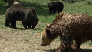 Rezervatia De Ursi - Libearty - Din Zarnesti