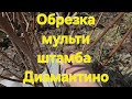 Обрезка гортензии на высоких "ножках"