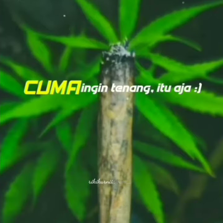Story wa - rasta