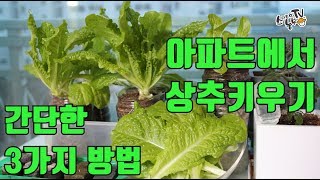 Growing lettuce indoors Automatic watering potting Hydroponic cultivation