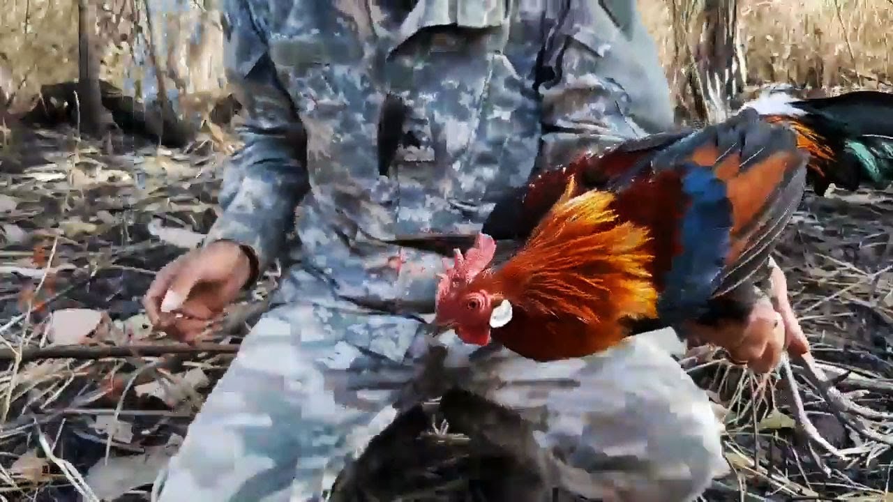 LUAR BIASA CANTIK AYAM HUTAN MERAH HASIL PIKAT INI-LIHAT TAJI AYAMNYA