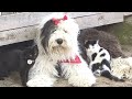 Old English Sheepdog is a Great Mother to Barn Kittens の動画、YouTube動画。