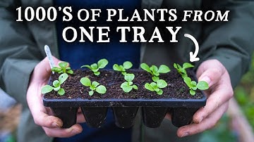 My Long-Lasting 10 and 20 Cell Module Trays Perfect for Gardeners