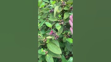 Cây thuốc Mua Bà bạn biết chưa#covenduongvlogs #farming #câythuốcquý #garden #fruit #caycomui