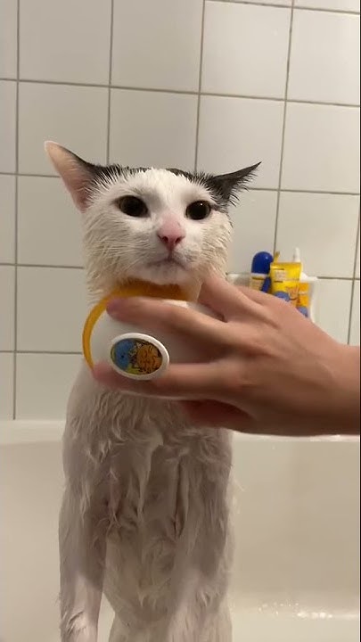 купается кошка🛀🐱 - YouTube