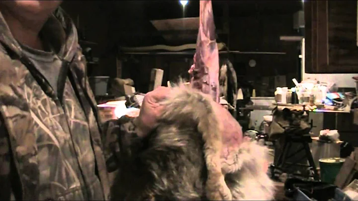 Fur Handling Series: Skinning a Coyote Part 1