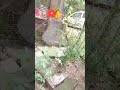 #garden #gardening #plants #flipkarthaul