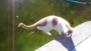 Cat Walking on Ice Resimi