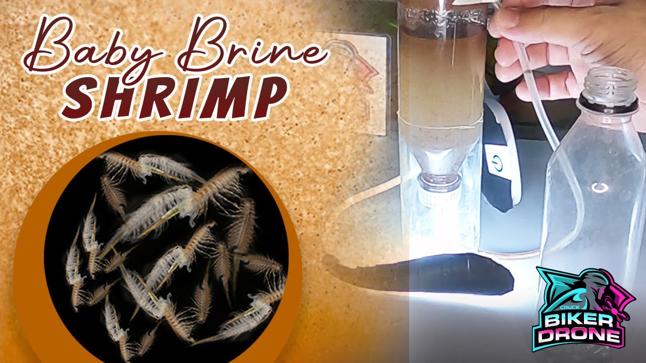 How to Hatch Brine Shrimp Eggs with DIY Hatchery - YouTube