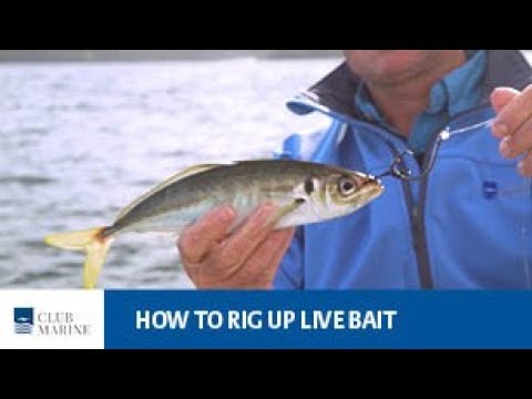 How to rig up live bait - fishing tip with Al McGlashan