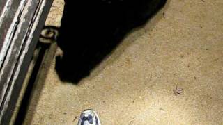 Sherman, our 3 month old black lab and rottweiler mix puppy..