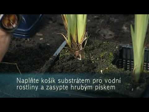 Video: Rostliny Do Rybníků