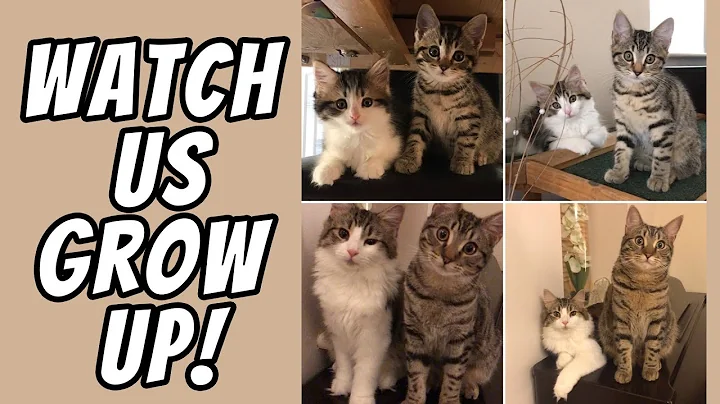 Kittens time lapse | Watch kittens grow up - 3 weeks to 1 year old!