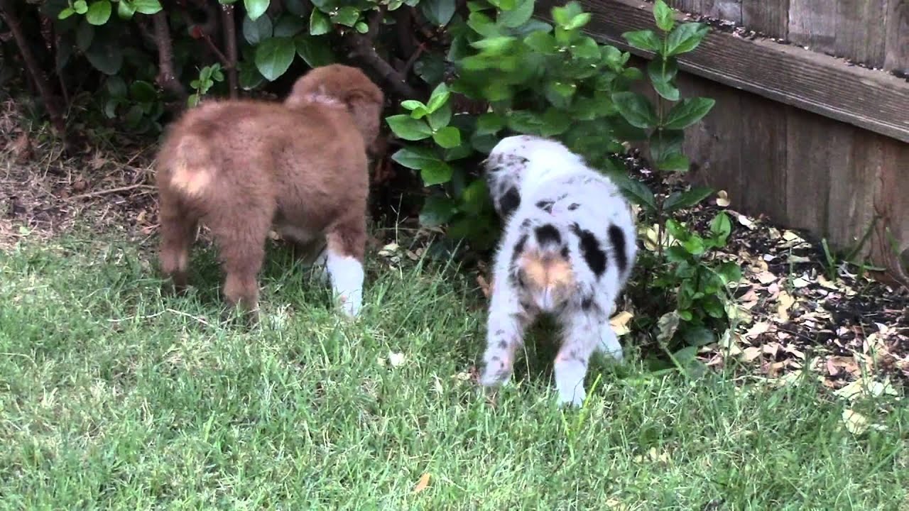 35 Best Pictures Blue Merle Australian Shepherd Puppies Michigan - 17 Best images about Mini Australian Shepherd puppies! on ...