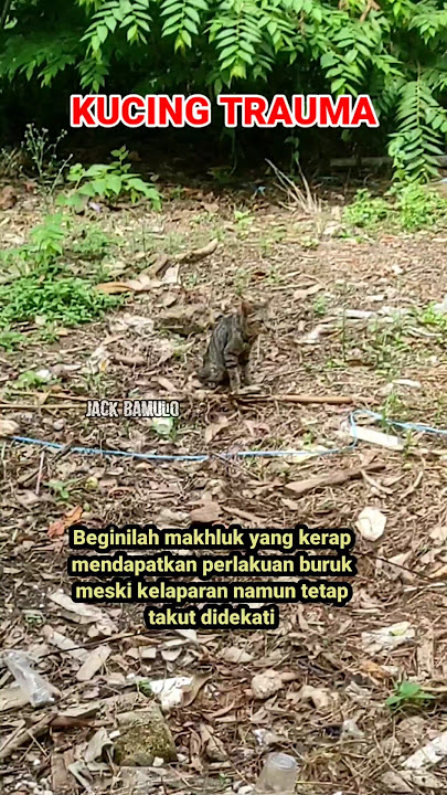Kucing Trauma #cat #shorts #trending