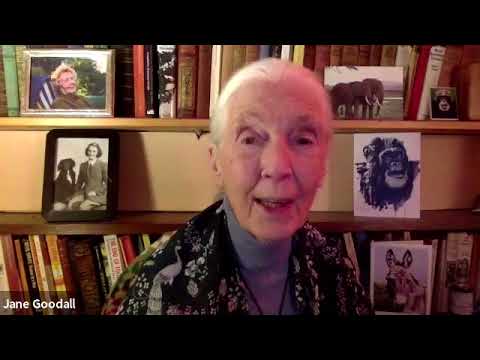 Confrence de Jane Intervention du Dr Jane Goodall