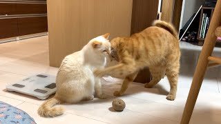 猫がじゃがいもをこねくり回していました