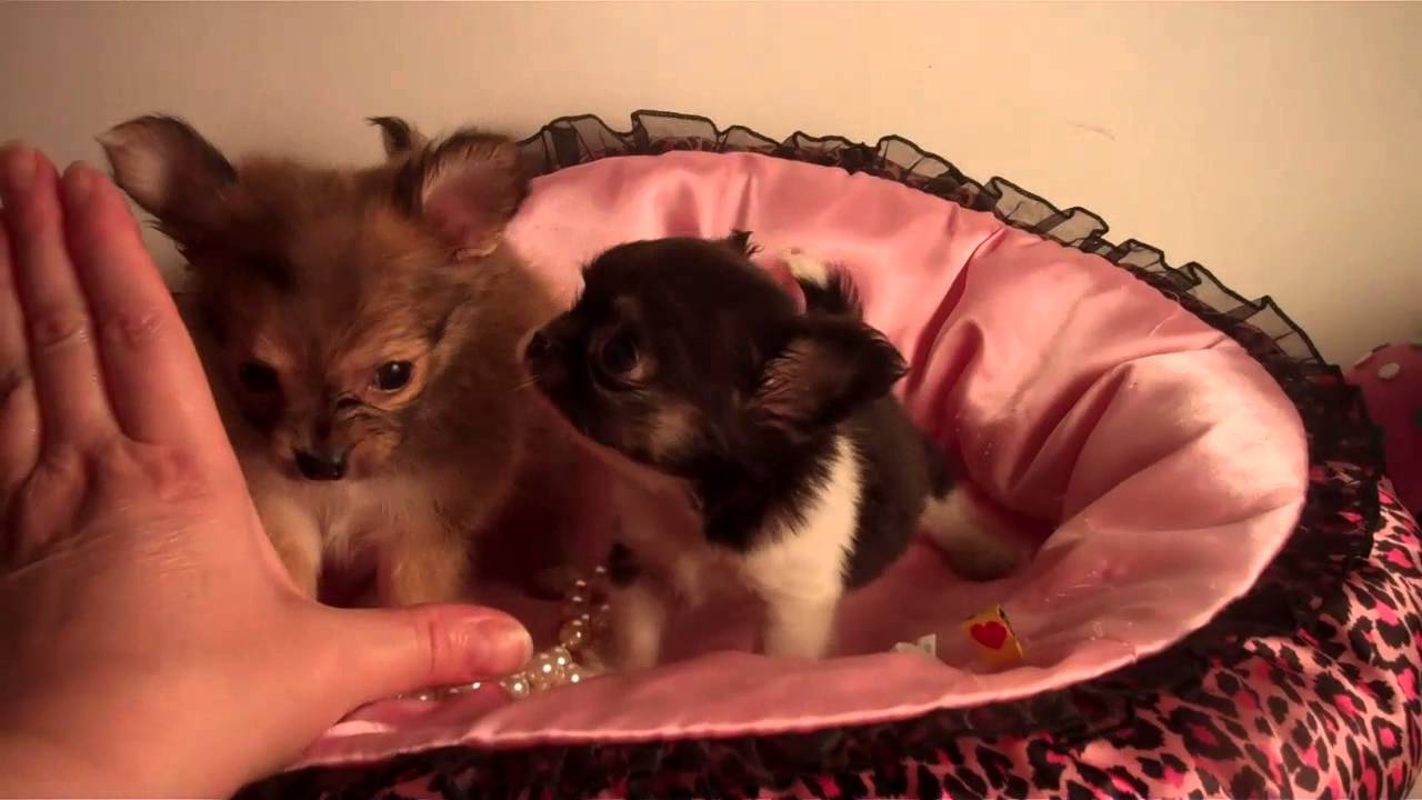 Teacup Puppy Hello Kitty Tinypawsandclaws Houston Texas Chihuahuas for sale YouTube
