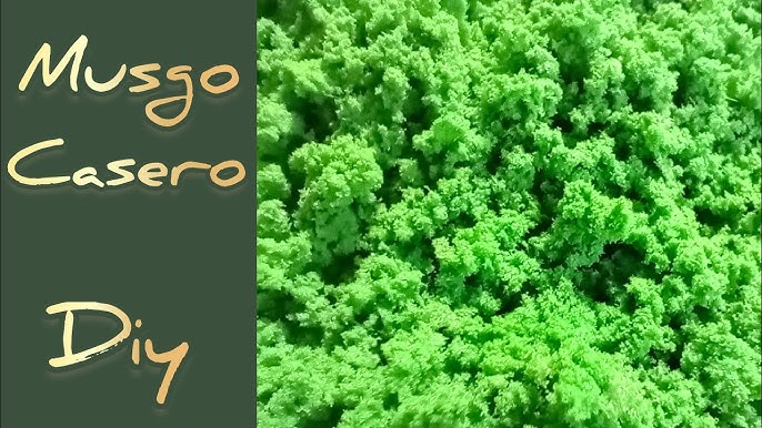 Cómo conservar el musgo para el belén -  Blog